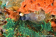 Ascidia ornata-Moga Island Ridge 1-25m-20180529-Denis-ADER-DSC_1756_tn